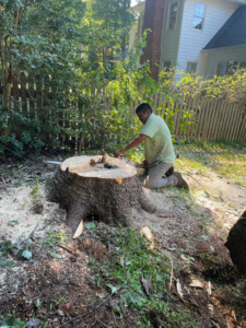 A worker using a chainsaw to cut a large tree stump, preparing for removal, by Ventura Tree Services in Conroe, TX.