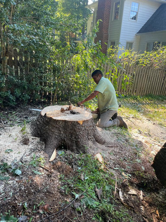A worker using a chainsaw to cut a large tree stump, preparing for removal, by Ventura Tree Services in Conroe, TX.