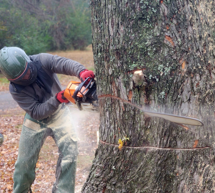 A tree service worker cutting a tree trunk with a chainsaw for Apex Tree Service, LLC in Huntsville, AL.