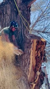 A tree service worker actively cutting a large tree trunk with a chainsaw, with sawdust flying, by South West Tree Service in Las Cruces, NM.