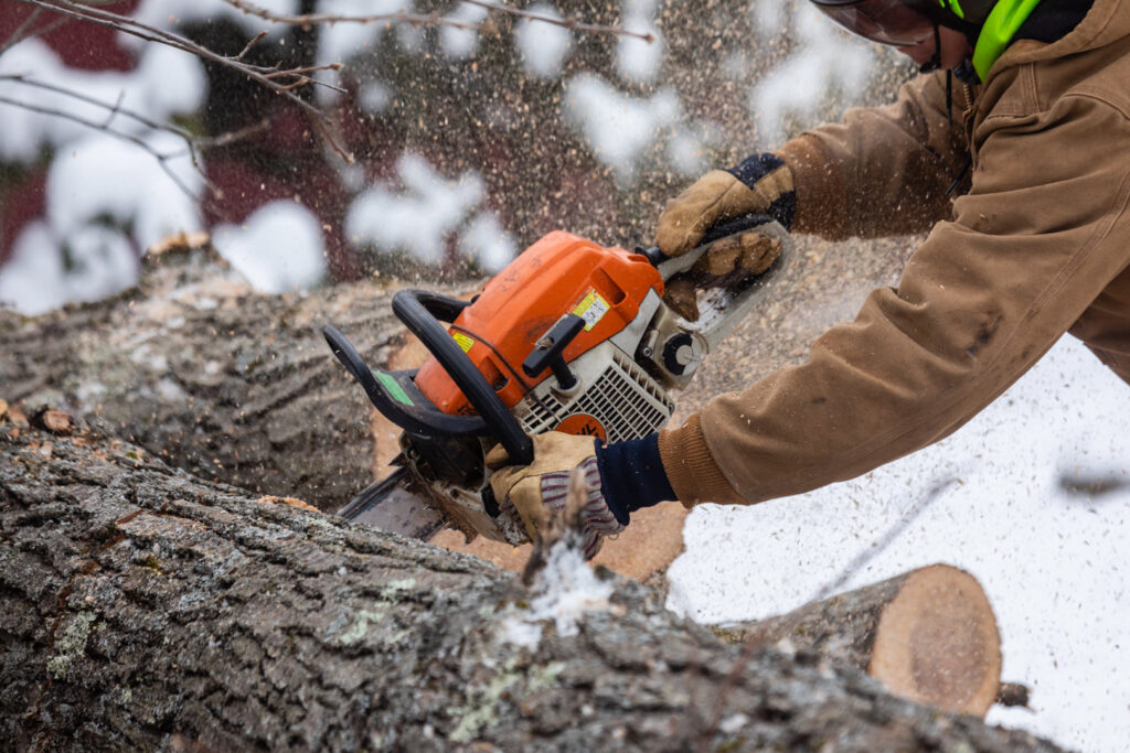 A tree service worker cutting a large tree trunk with a chainsaw, sending wood chips flying, for Teacher's Tree Service in South Burlington, VT.
