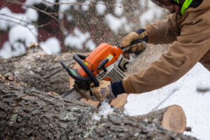 A tree service worker cutting a large tree trunk with a chainsaw, sending wood chips flying, for Teacher's Tree Service in South Burlington, VT.