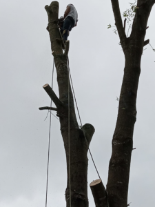A tree service worker cutting a large tree trunk during a tree removal job for Coto and Sons Construction Tree Service in Jacksonville, AR.