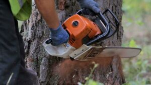 A worker using a powerful chainsaw to cut the base of a tree, performing tree removal services for Rocky's Tree Service in Las Vegas, NV.