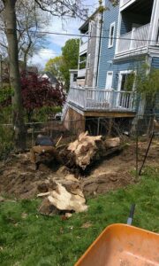 A worker digging around a large tree stump for removal by Roman Tree Services LLC in Cambridge, MA.