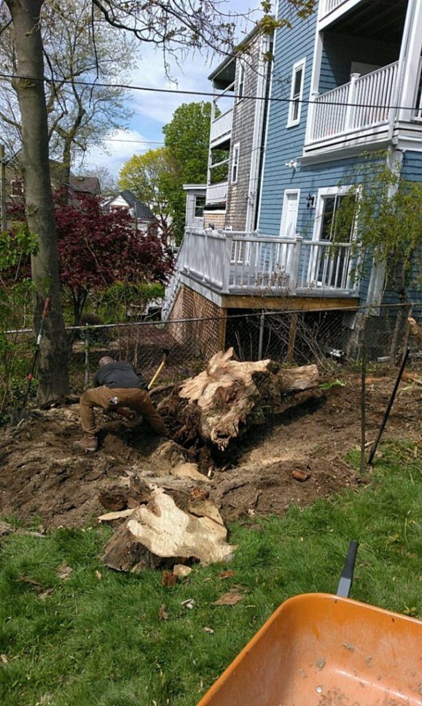 A worker digging around a large tree stump for removal by Roman Tree Services LLC in Cambridge, MA.