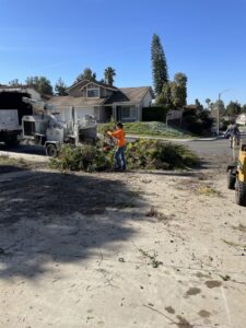 A tree service worker feeding branches into a wood chipper for acostatreeservice in Miami, FL.