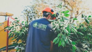 A tree service worker feeding branches into a wood chipper, wearing an LC Tree Service shirt, in San Diego, CA.