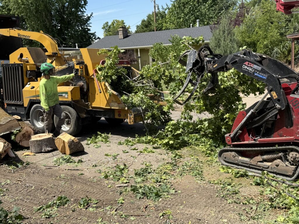 A worker feeding branches into a wood chipper with a mini-skid steer moving branches for All Wood's Tree Service in Ogden, UT.