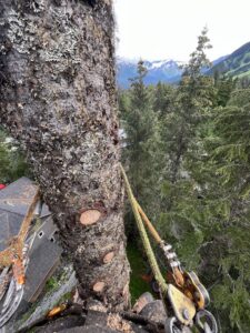 A tree service worker using a chainsaw to fell a large tree trunk for Boreal Tree Care in Anchorage, AK.