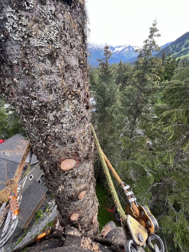 A tree service worker using a chainsaw to fell a large tree trunk for Boreal Tree Care in Anchorage, AK.