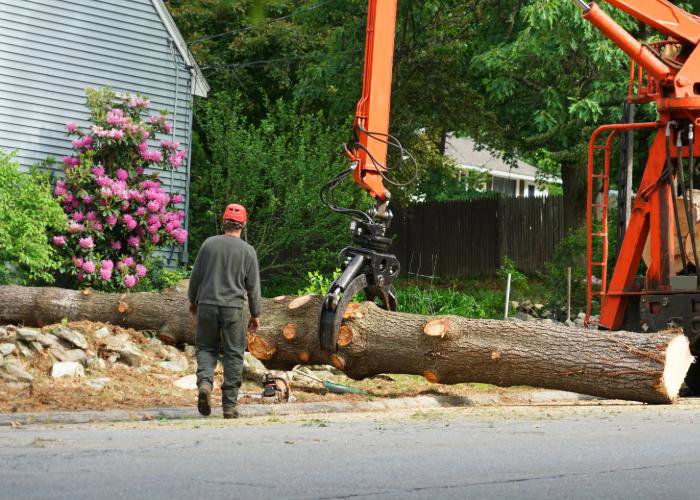 A worker observing a grapple truck lifting a large tree trunk, part of efficient tree removal by Mobile Tree Removal Services in Mobile, AL.