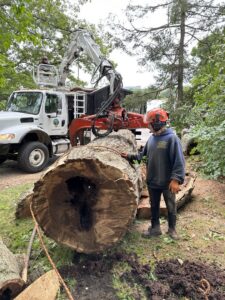 A worker overseeing log cleanup with a grapple truck from Edgar&son's landscaping in Boston, MA