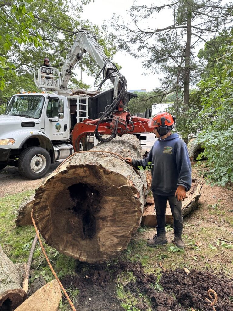 A worker overseeing log cleanup with a grapple truck from Edgar&son's landscaping in Boston, MA