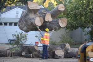 A tree service worker guiding a large tree trunk section being lifted by a crane for A Better Tree Service in Sacramento, CA.