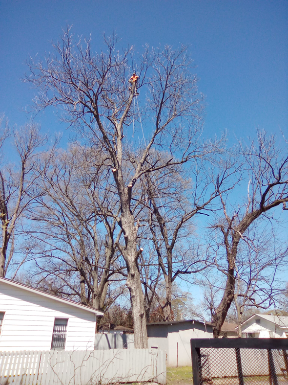 A tree service worker high in a bare tree performing trimming for Coto and Sons Construction Tree Service in Jacksonville, AR.