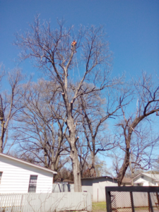 A tree service worker high in a bare tree performing trimming for Coto and Sons Construction Tree Service in Jacksonville, AR.