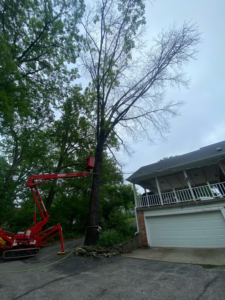 A worker in a red boom lift trimming a tall tree next to a house by Lewis Tree Service in Columbia, MO