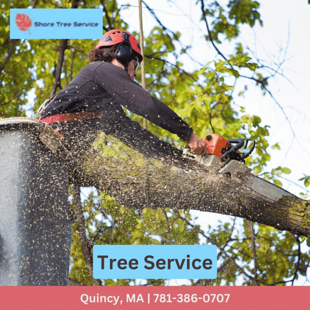A tree service worker in a bucket lift using a chainsaw to cut a tree branch for Shore Tree Service in Quincy, MA.
