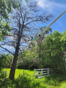 A Stoker Tree Service worker in a bucket lift pruning a tall, dead tree in Dallas, TX, under a clear sky.