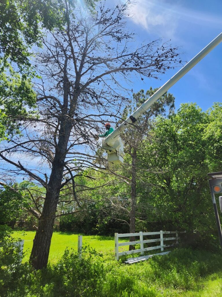 A Stoker Tree Service worker in a bucket lift pruning a tall, dead tree in Dallas, TX, under a clear sky.