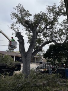 A worker in a bucket lift trimming a large oak tree, with cut branches on the ground, by JRs PALM TREE SERV. in Corpus Christi, TX.