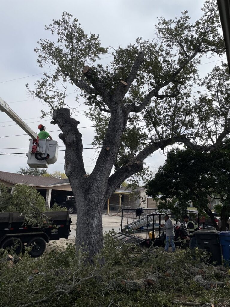 A worker in a bucket lift trimming a large oak tree, with cut branches on the ground, by JRs PALM TREE SERV. in Corpus Christi, TX.