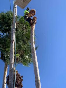 A worker in a bucket lift actively trimming a palm tree for JRs PALM TREE SERV. in Corpus Christi, TX.