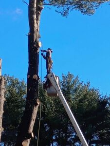 A worker in a bucket lift trimming a tall tree, providing tree service by JTE & Company in Oxford, MA.