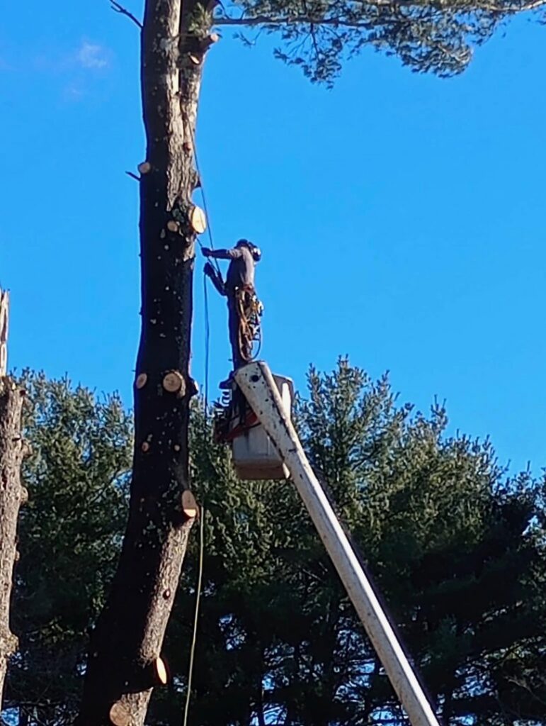 A worker in a bucket lift trimming a tall tree, providing tree service by JTE & Company in Oxford, MA.