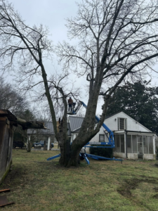 A worker in a bucket lift actively trimming a large tree for B&D Tree Service and Landscaping in Dallas, TX.