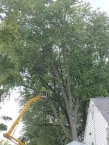 A skilled worker in a bucket lift performing tree trimming services for Best Quality Tree Service in Oshkosh, WI.