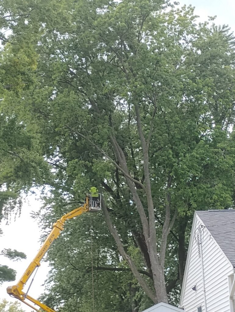 A skilled worker in a bucket lift performing tree trimming services for Best Quality Tree Service in Oshkosh, WI.