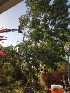 A tree service worker in a bucket lift trimming a large tree for Big Ron's Tree Service in Miami, FL.