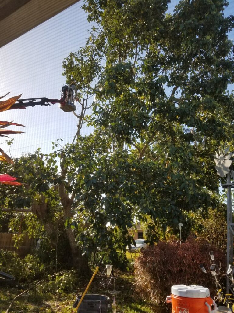 A tree service worker in a bucket lift trimming a large tree for Big Ron's Tree Service in Miami, FL.