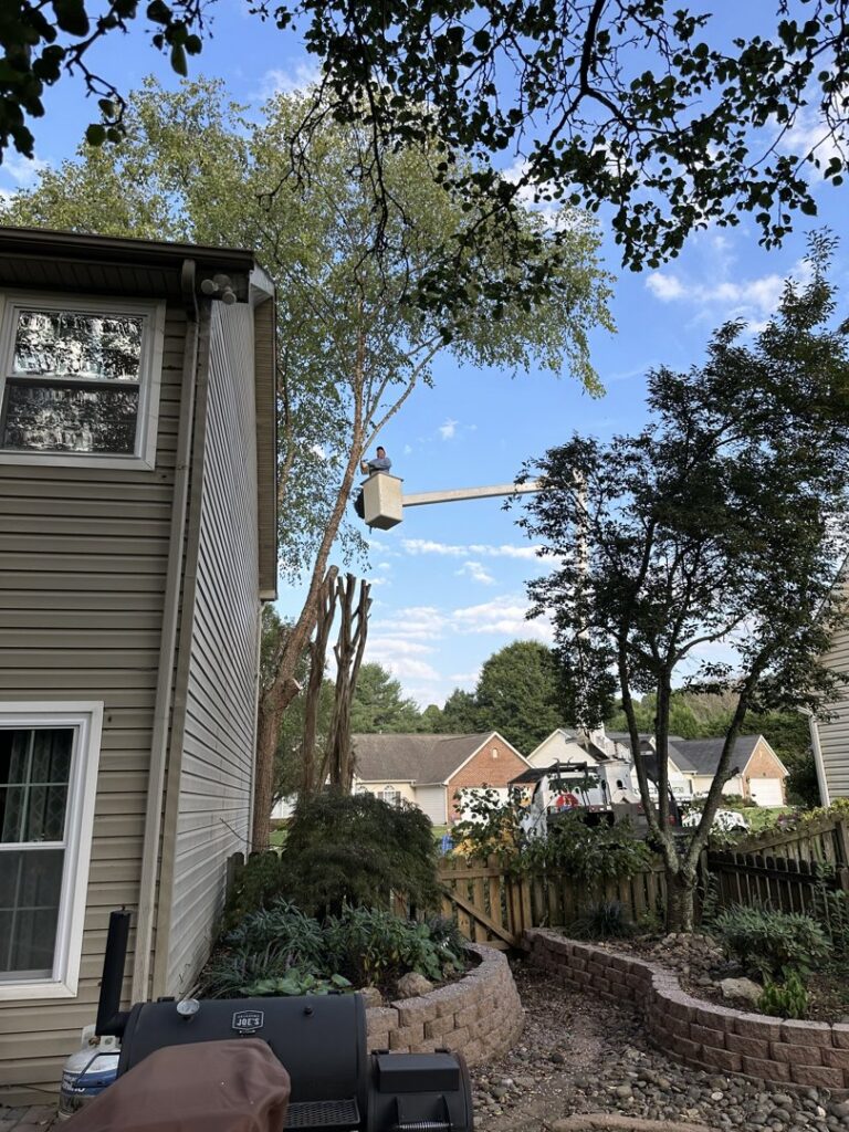 A tree service worker in a bucket lift trimming a tree in a residential backyard for The Tree Service in Knoxville, TN.