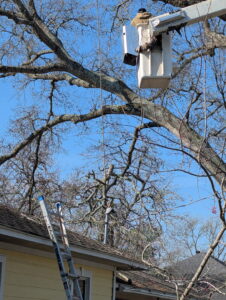 A KIRI TREE service worker in a bucket lift, high up in a tree, performing trimming services near a residential roof in Austin, TX.