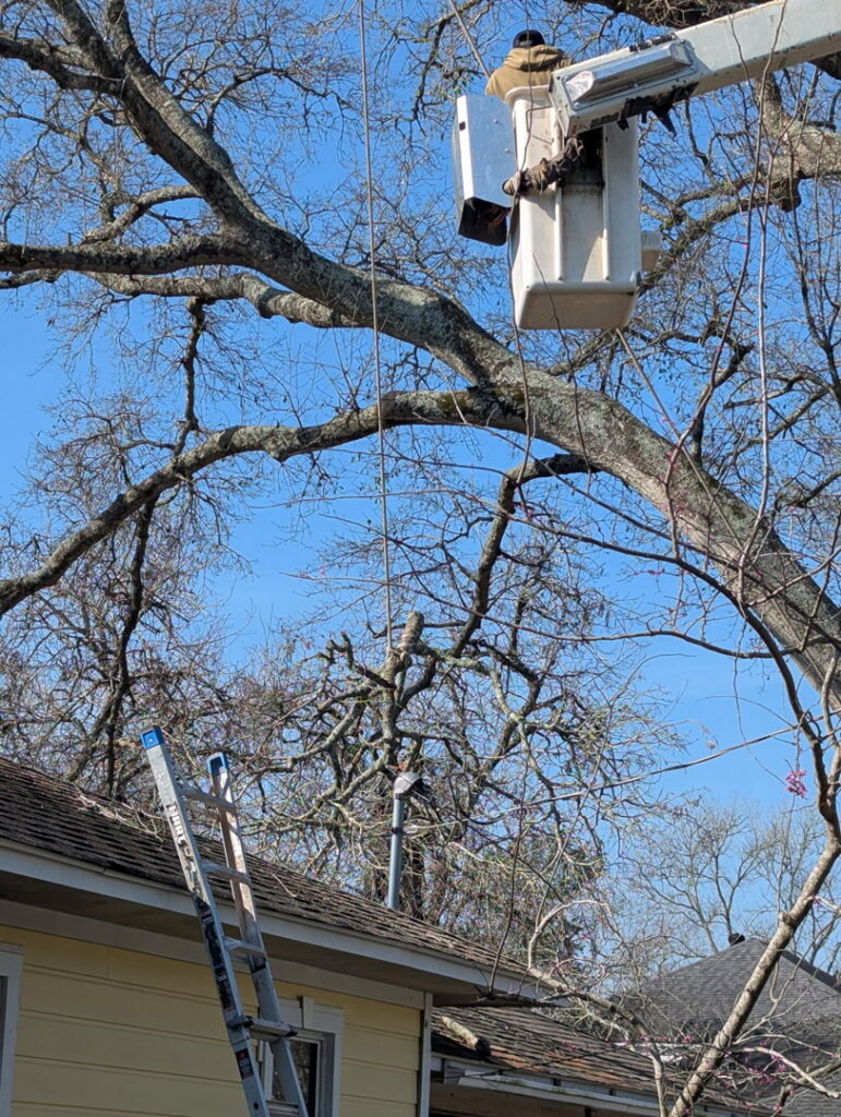 A KIRI TREE service worker in a bucket lift, high up in a tree, performing trimming services near a residential roof in Austin, TX.