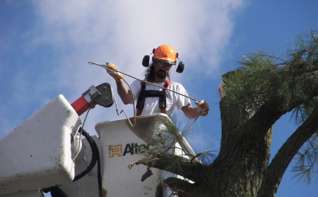 A tree service worker in a bucket lift trimming a tree for Marshall's Tree Service in Virginia Beach, VA