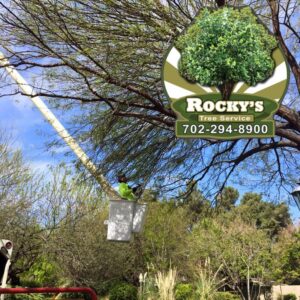 A tree service worker in a bucket lift actively trimming branches from a large tree for Rocky's Tree Service in Las Vegas, NV.