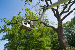 A tree service worker in a bucket lift trimming branches from a large tree for Shore Tree Service in Quincy, MA.