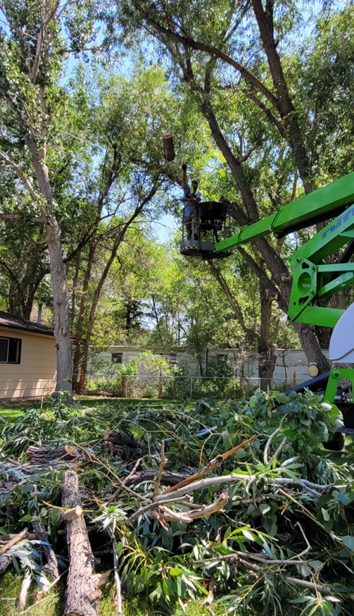 A worker in a bucket lift actively trimming a tall tree, with cut branches on the ground, by Tree Keepers LLC in Littleton, CO.