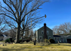 A worker in a bucket lift trimming a large tree, with a chipper truck in the background for Hercules Tree Service in Akron, OH.
