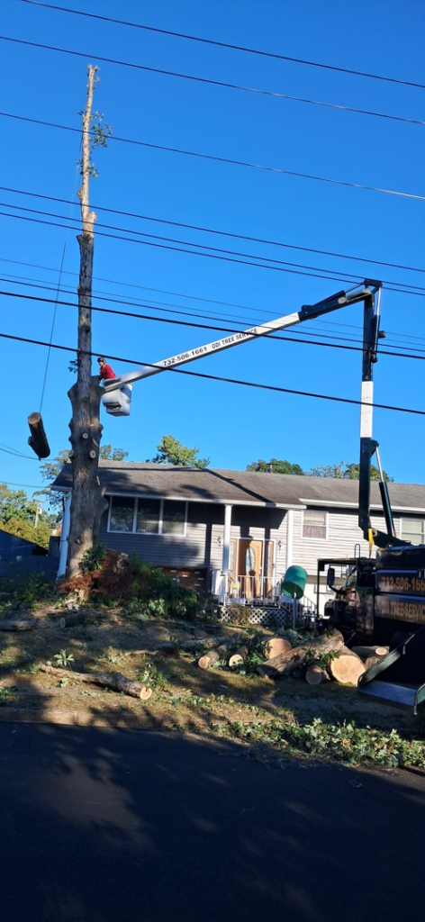 A worker in a bucket truck removing a tall tree near power lines for Odi Tree Service and Landscaping LLC in Lakewood, NJ.