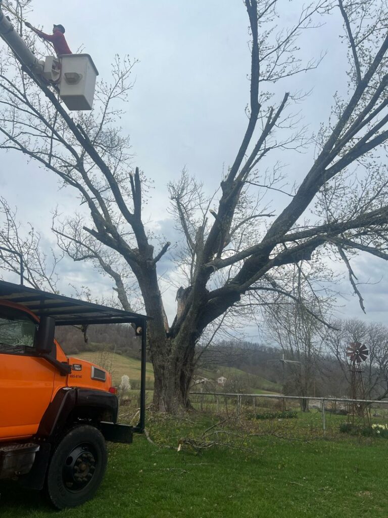A worker in a bucket truck trimming a large, mature tree for Juarez Tree Service in Bawcomville, LA.