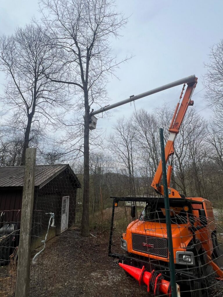 A worker in a bucket truck trimming a tall tree near a shed for Juarez Tree Service in Bawcomville, LA.