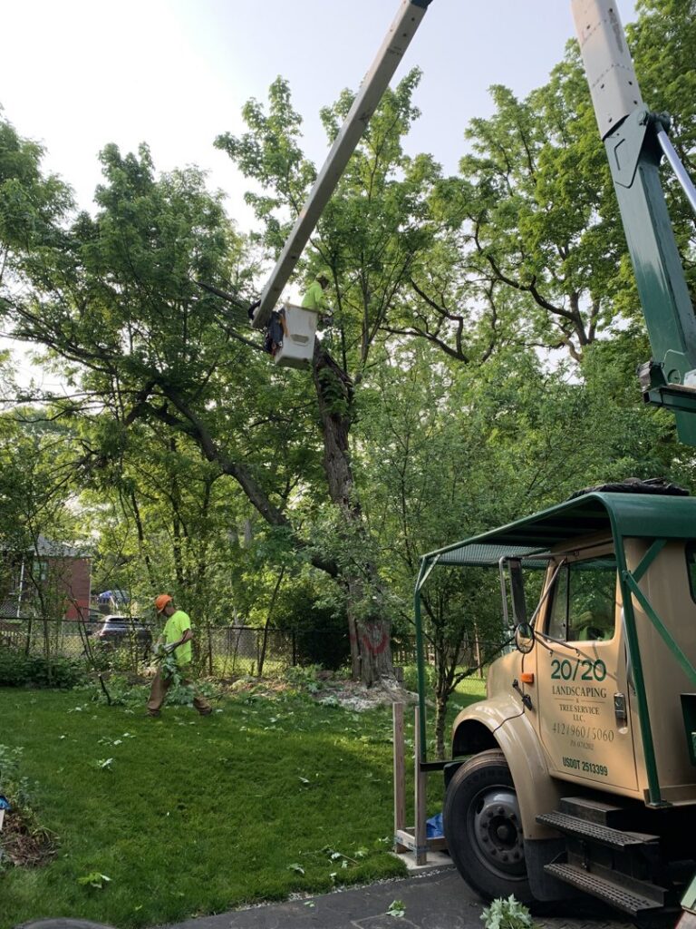 A worker in a bucket truck trimming a large tree for 20/20 Landscaping and Tree Service in Pittsburgh, PA.