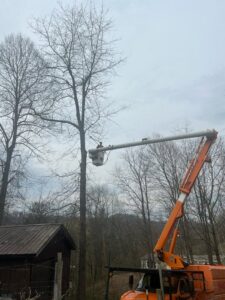 A worker in a bucket truck trimming branches from a tall tree for Juarez Tree Service in Bawcomville, LA.