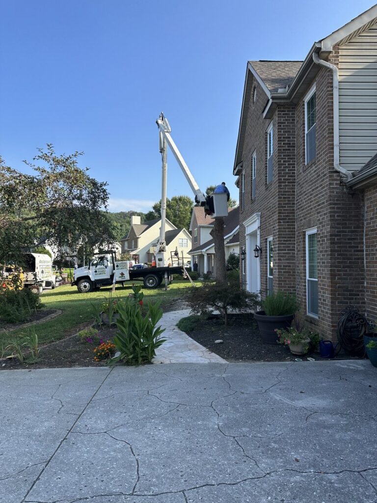 A worker in a bucket truck trimming a tree near a residential house for The Tree Service in Knoxville, TN.