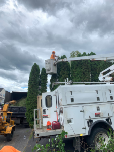 A tree service worker in a bucket truck trimming tall trees with a chainsaw, with a wood chipper nearby, by G & C Tree Service LLC in Schenectady, NY.